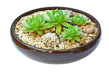 Beyaz bir arka plan üzerinde izole succulents bileşimi