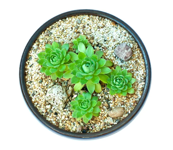 Beyaz bir arka plan üzerinde izole succulents bileşimi — Stok fotoğraf