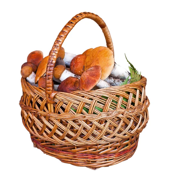 Basket full of mushrooms on a white background — Stock Photo, Image