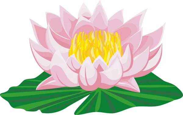 Pink lotus and leaf — Stock Vector