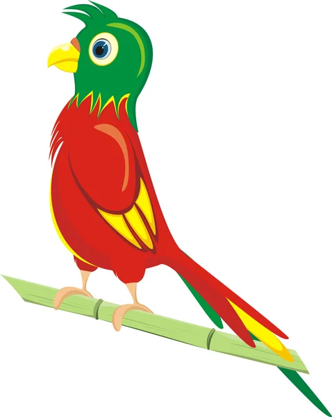Papegoja — Stock vektor