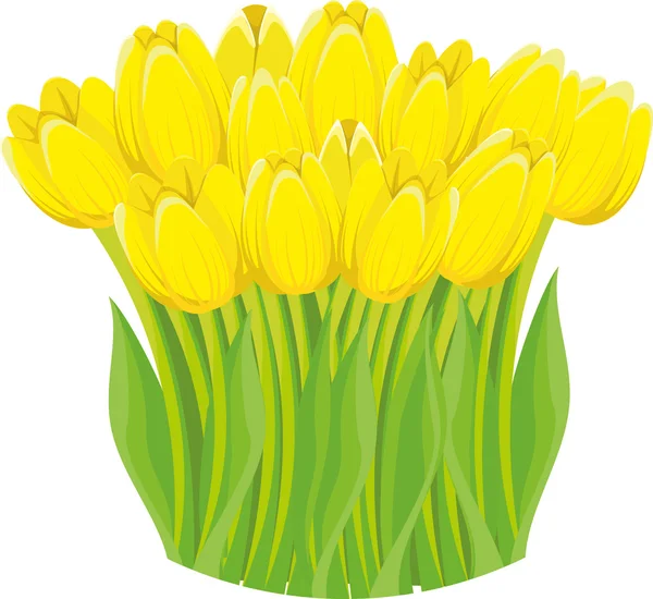 Yellow spring tulips. — Stock Vector