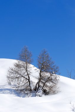 Alberi sulla neve