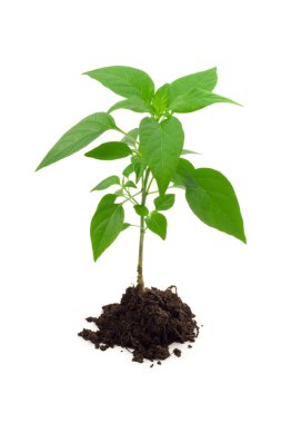 Vigorous young plant clipart