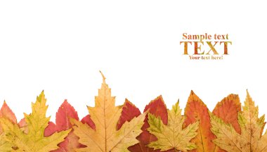 Autumn leaves footer clipart
