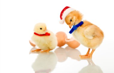 Christmas party chicks - isolated clipart