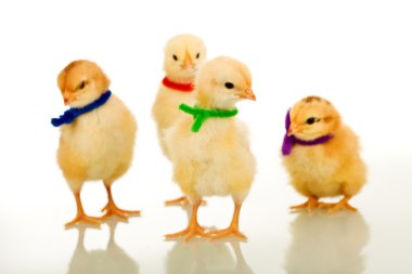 Easter party gang - small chickens isolated with reflection clipart