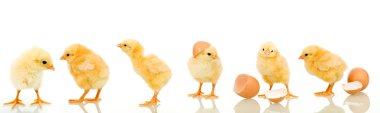 Lots of baby chicken clipart