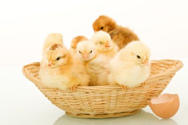 Basket full of fluffy baby chickens clipart