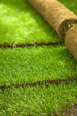 Turf grass rolls partially unrolled clipart