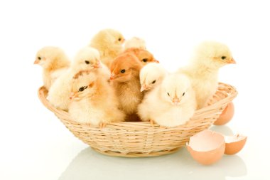 A basketful of fluffy spring chickens clipart