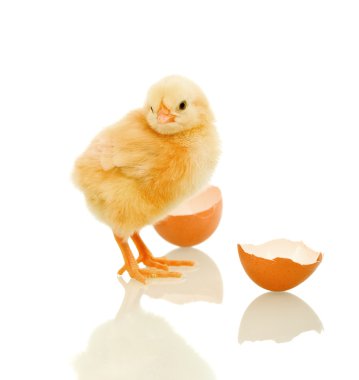 Lovely spring chicken with egg shell - isolated clipart