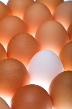 White egg between brown ones clipart