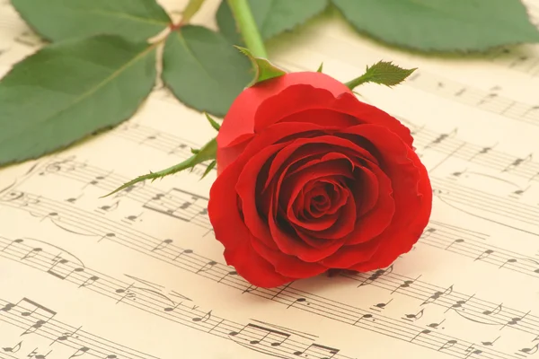 Czerwona róża zbliżenie — Zdjęcie stockowe