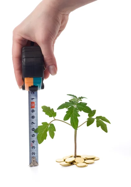 Mão mede o crescimento vegetal — Fotografia de Stock
