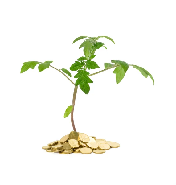 Wzrost roślin - koncepcja biznesowa — Zdjęcie stockowe