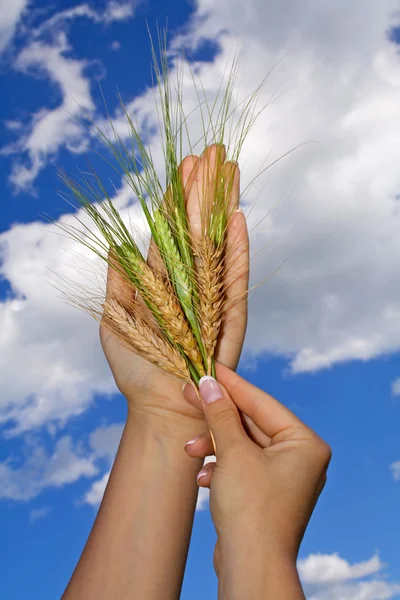 Mujer sosteniendo cultivos contra el cielo azul — Foto de Stock