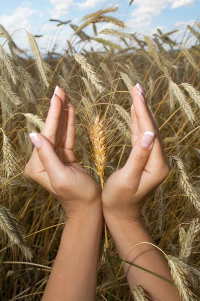 Tangan wanita memegang jagung — Stok Foto