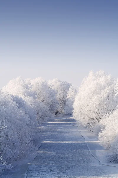 Zamrzlou řeku s jinovatka stromy — Stock fotografie