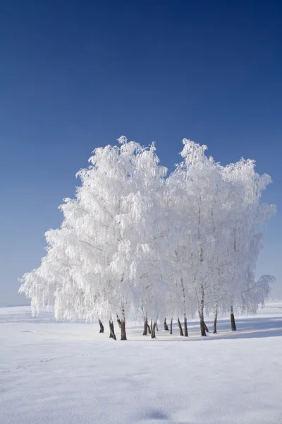 白色霜树群集和蓝色天空 — 图库照片