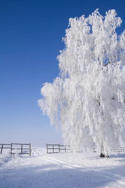 Ледяное дерево у снежной тропы — стоковое фото