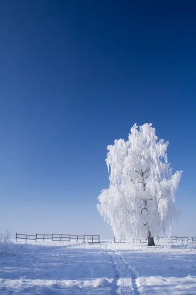 Frysta solig dag i mitten av vintern — Stockfoto