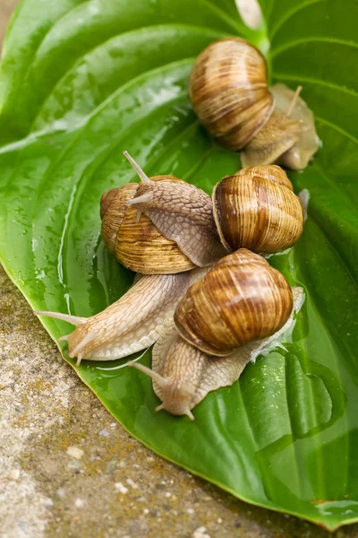 stock image Snails on leaf