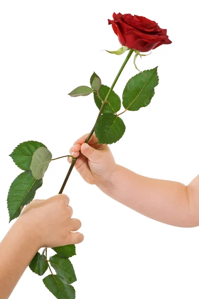 Les mains des enfants donnant et recevant une rose — Photo