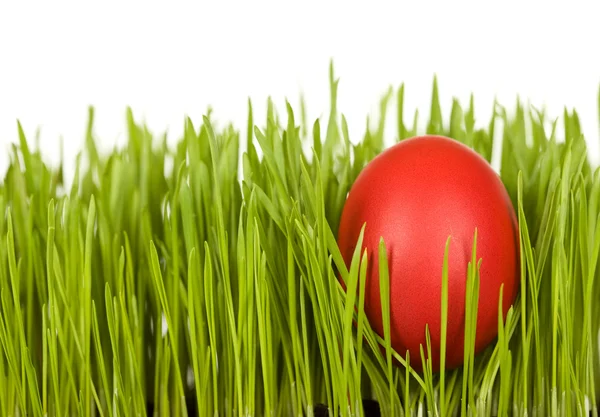 Red easter egg in the grass - isolated — Stock Photo, Image