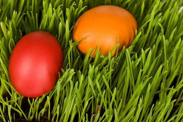 Easter eggs in the grass — Stock Photo, Image