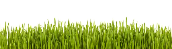 Banner mit grünem Gras — Stockfoto