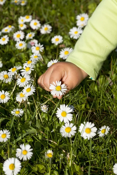 Niño mano recoger flores silvestres —  Fotos de Stock