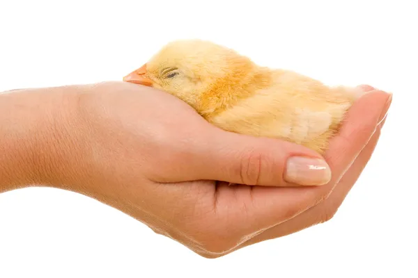 Sleeping little chicken in hand — Stock Photo, Image