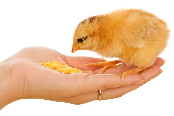 Little chick eating from hand — Stock Photo, Image