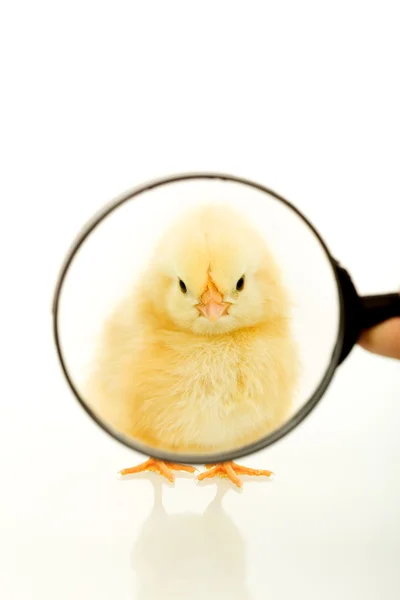 Kyckling tittar genom ett förstoringsglas — Stockfoto