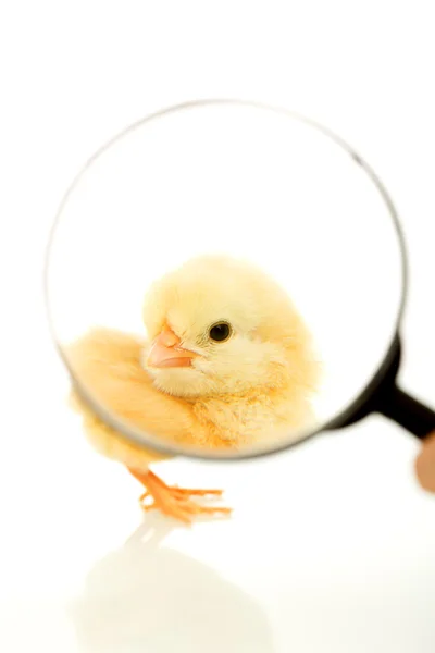 Chicken under magnifier — Stock Photo, Image