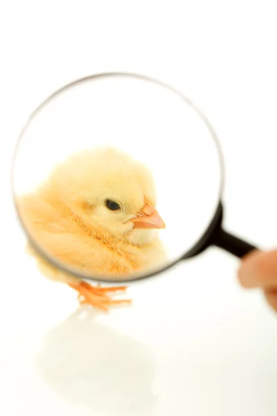 Chicken under magnifier — Stock Photo, Image