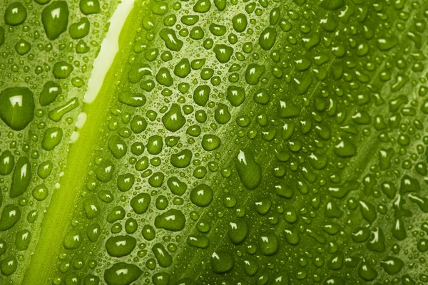 Gocce d'acqua sulla consistenza delle foglie — Foto Stock