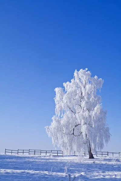 Ensam vit frost omfattas trädet mot blå himmel — Stockfoto