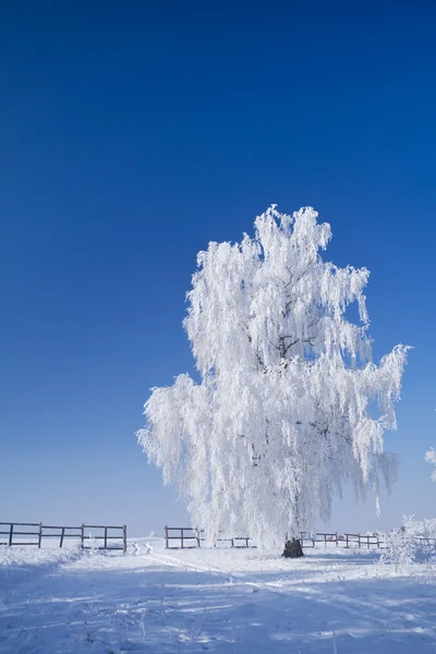 Ağaç mavi gökyüzü karşı yalnız beyaz buz kaplı — Stockfoto
