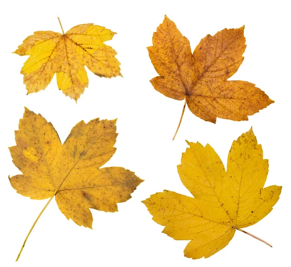 Autumn yellow leaves on white — Stock Photo, Image