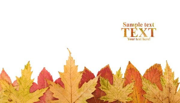 stock image Autumn leaves footer