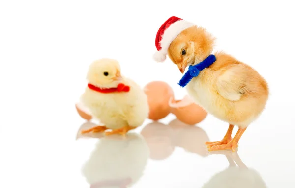Рождественская вечеринка цыплят - изолированы — стоковое фото