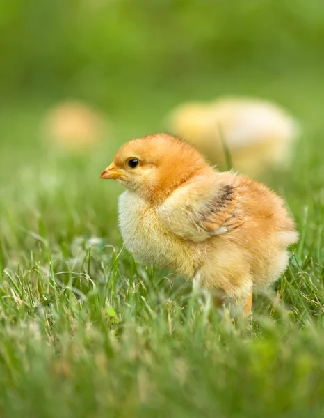 Early spring chicken — Stock Photo, Image