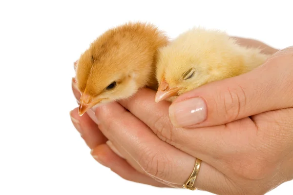 Pollos bebé en la mano de la mujer — Foto de Stock