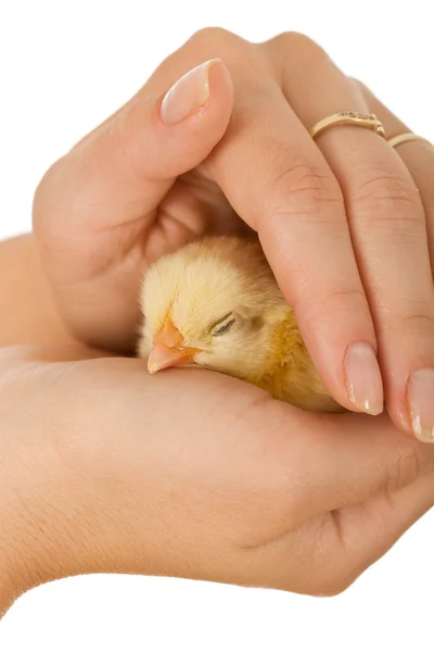 Woman hands protecting sleeping baby chicken — Stock Photo, Image