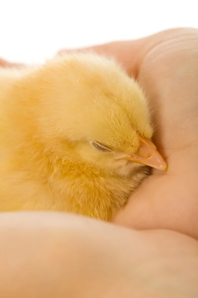 Sleeping baby chicken in woman hand — Stock Photo, Image