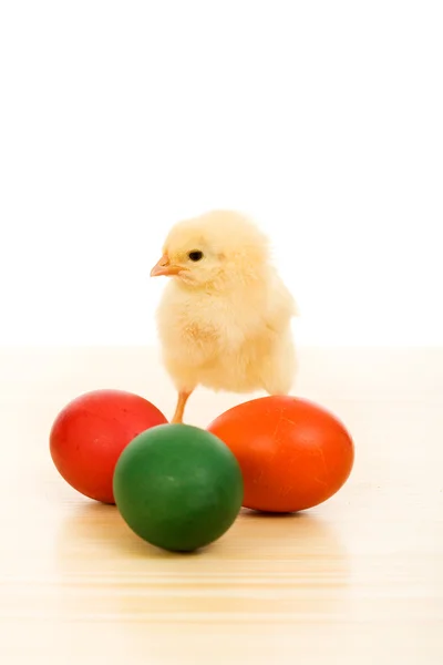 Пасхальный цыпленок с разноцветными яйцами — стоковое фото