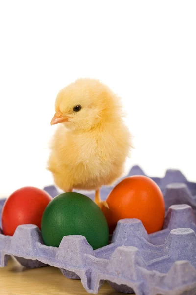 Bebé pollo oriental con huevos en cartón azul —  Fotos de Stock