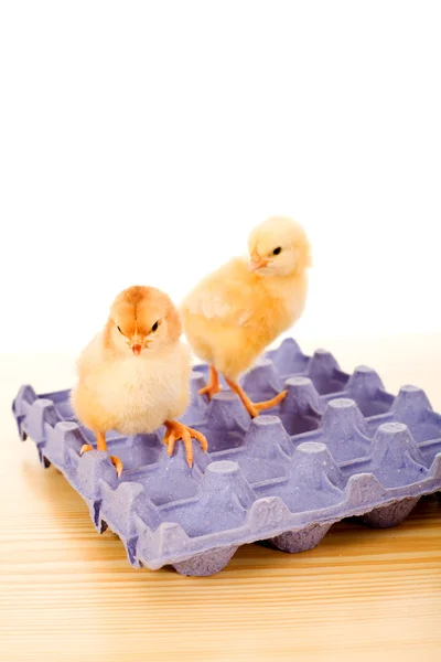 Желтые цыплята на коробке с голубыми яйцами — стоковое фото